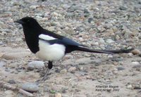 Black-billed Magpie - Pica hudsonia