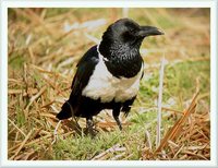 Pied Crow - Corvus albus