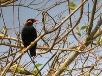 Common Hill Myna - Gracula religiosa