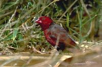 Crimson Finch - Neochmia phaeton