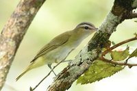 Red-eyed Vireo - Vireo olivaceus