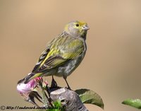 Syrian Serin - Serinus syriacus