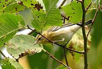 Blackburnian Warbler - Dendroica fusca