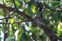 Little Bunting - Emberiza pusilla