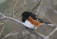 Eastern Towhee - Pipilo erythrophthalmus