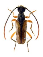 꼬마산꽃하늘소 - Pseudallosterna misella