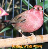 Red Billed Firefinch