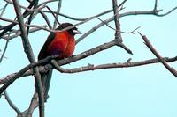 Crimson-backed Tanager