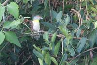 Rufous-browed  peppershrike   -   Ciclarhis  gujanensis   -