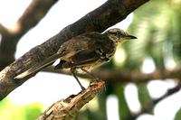 Chalk-browed  mockingbird   -   Mimus  saturninus   -