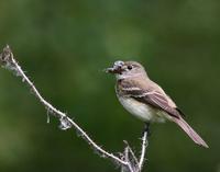 Alder Flycatcher