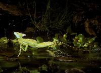 Emerald Basilisk