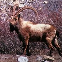 Himalayan Ibex