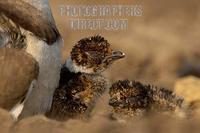 Bronze winged Courser chicks stock photo