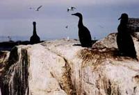 Cormorants