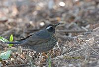 Siberian thrush C20D 03339.jpg