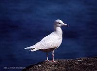 흰갈매기 (Glaucous Gull) Larus hyperboreus