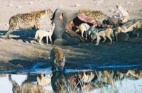 Photograph showing spotted hyaena and Jackals scavenging on an elephant carcass