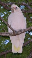 Little Corella, Cacatua sanguinea, Tewantin, Queensland, April 2005.  Photo © Barrie Jamieson