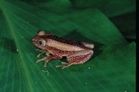 : Afrixalus fornasini; Fornasini's Spiny Reed Frog