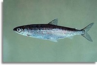 Vendace Coregonus albula