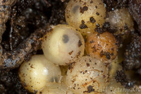 : Bolitoglossa hartwegi