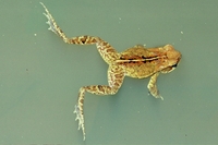 : Bufo crucifer