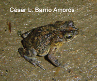 : Bufo granulosus