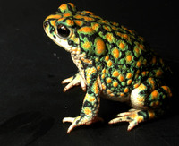 : Bufo retiformis; Sonoran Green Toad