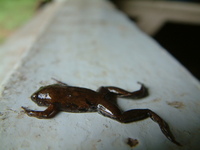 : Chiasmocleis shudikarensis
