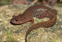 : Desmognathus santeetlah; Santeetlah Salamander