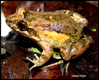 : Leptodactylus natalensis