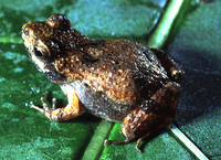 : Physalaemus randi