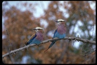 : Coracias caudatus; Lilac-breasted Roller