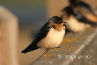 : Hirundo rustica; Barn Swallow