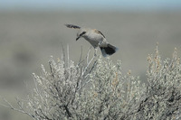 : Lanius excubitor; Northern Shrike