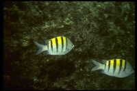 : Abudefduf abdominalis; Green Damselfish