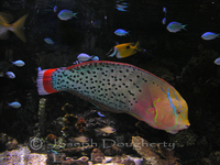 : Coris formosa; Queen Coris Wrasse