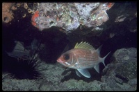 : Holocentrus rufus; Longspine Squirrelfish