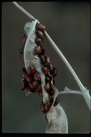 : Anatis rathvoni; Ladybug