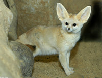 : Fennecus zerda; Fennec Fox