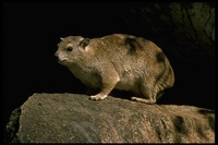 : Procavia capensis; Cape Hyrax