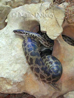 : Antaresia stimsoni; Stimsons Python
