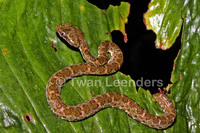 : Bothriechis schlegelii; Eyelash Viper