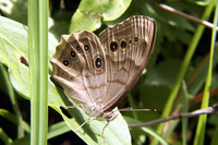 : Enodia anthedon; Northern Pearly Eye Butterfly
