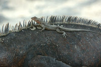 : Tropidurus albemarlensis; Galapagos Lava Lizard