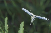 : Pterophorus pentadactylus