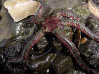 : Ophiopholis aculeata; Daisy Brittle Star