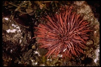 : Strongylocentrotus franciscanus; Red Sea Urchin