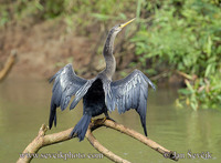 Photo of anhinga americká Anhinga anhinga Aninga